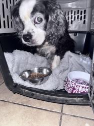 Found/Stray Unknown Dog last seen Terrace Landing area, Saginaw, TX 76179