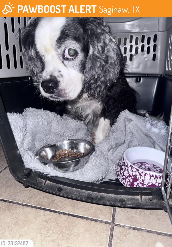 Found/Stray Unknown Dog last seen Terrace Landing area, Saginaw, TX 76179