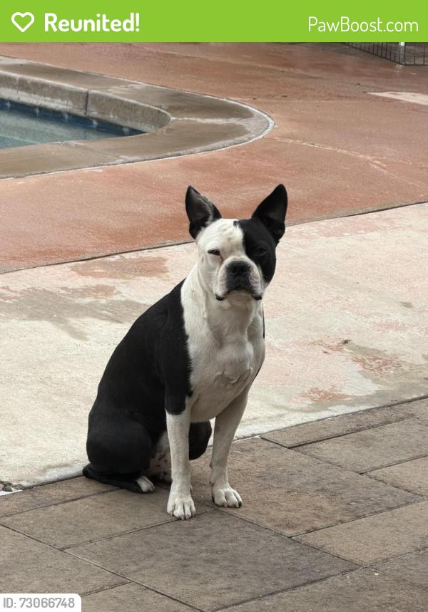 Reunited Male Dog last seen Citrus and Rosemary, Fontana, CA 92335