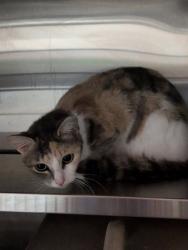 Shelter Stray Female Cat last seen Near BLOCK FLEETWOOD DR, 3528 Newburg Rd, Louisville, KY 40218, USA