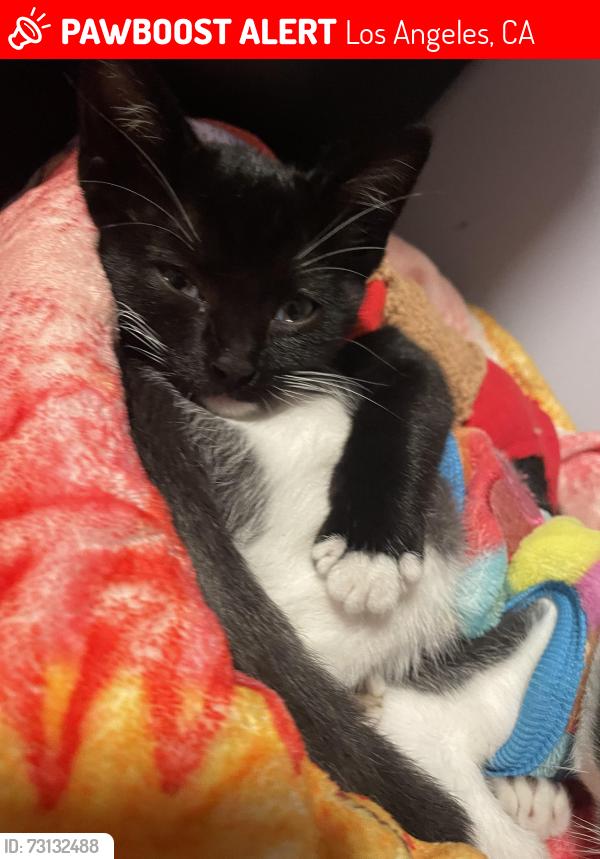 Lost Female Cat last seen Rolland Curtis Place and Budlong, Los Angeles, CA 90037