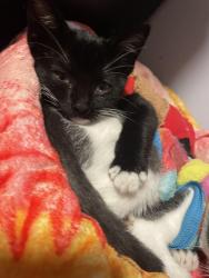 Lost Female Cat last seen Rolland Curtis Place and Budlong, Los Angeles, CA 90037