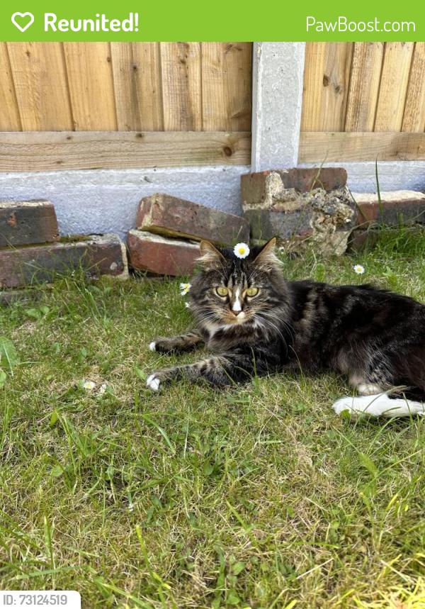 Reunited Female Cat last seen Swallow Road, Langley Green, West Sussex, England 