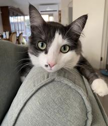 Reunited Female Cat last seen Elmhurst and Forsyth, Truganina, VIC 3029