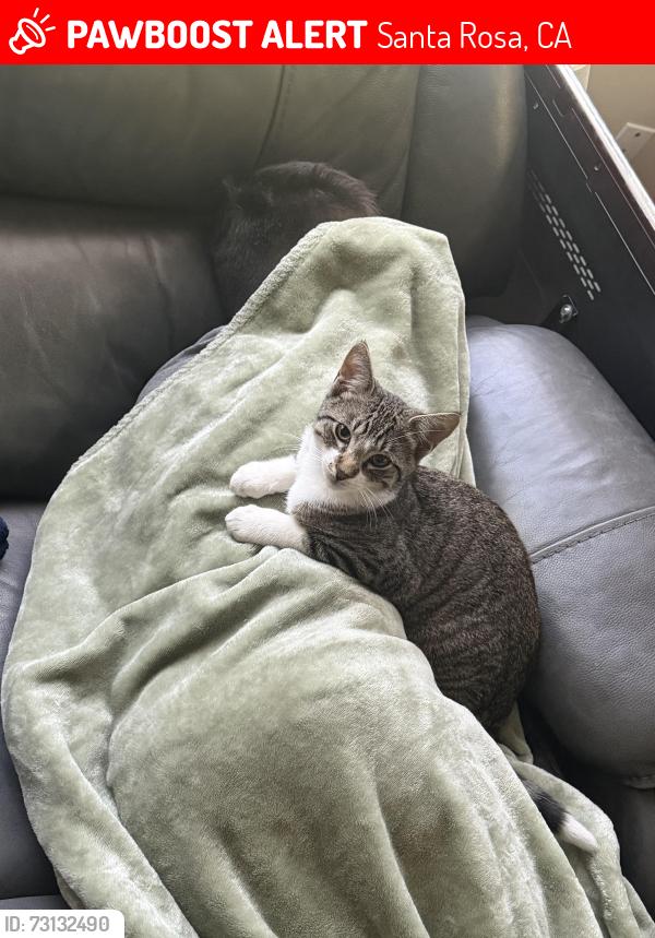 Lost Male Cat last seen Brown st , Charles st, Santa Rosa, CA 95404