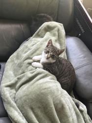 Lost Male Cat last seen Brown st , Charles st, Santa Rosa, CA 95404