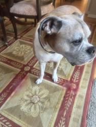 Reunited Female Dog last seen Near McKinley, Lake Forest, IL 60045