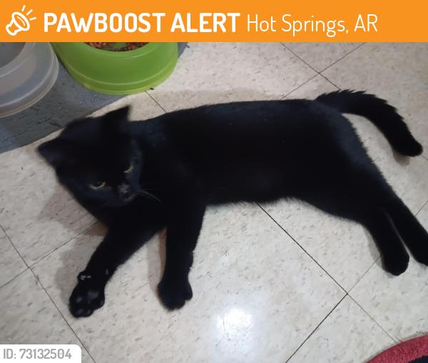 Found/Stray Male Cat last seen Dollar general, Hot Springs, AR 71913
