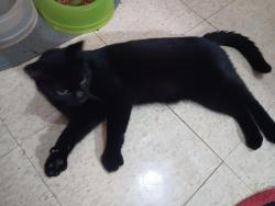 Found/Stray Male Cat last seen Dollar general, Hot Springs, AR 71913