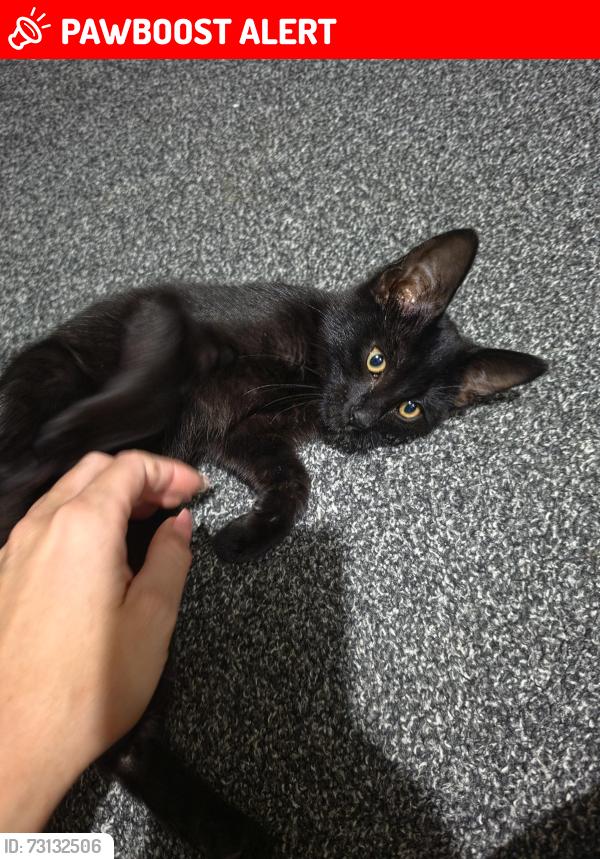 Lost Male Cat last seen Orchard avenue, Bristol City, England BS13 0FJ