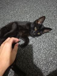 Lost Male Cat last seen Orchard avenue, Bristol City, England BS13 0FJ