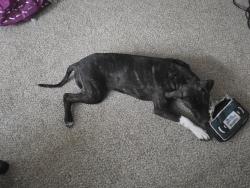 Lost Female Dog last seen Near foxridge, Wesley Chapel, FL 33543