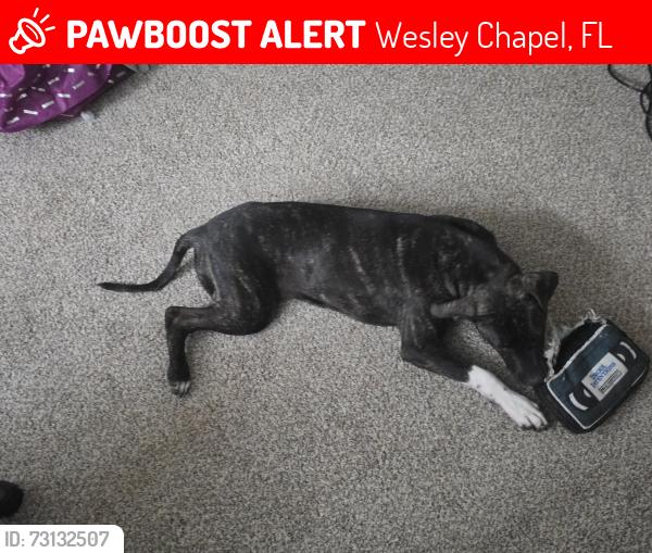 Lost Female Dog last seen Near foxridge, Wesley Chapel, FL 33543