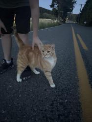 Found/Stray Unknown Cat last seen Near N Fork rd, Chehalis, WA 98532