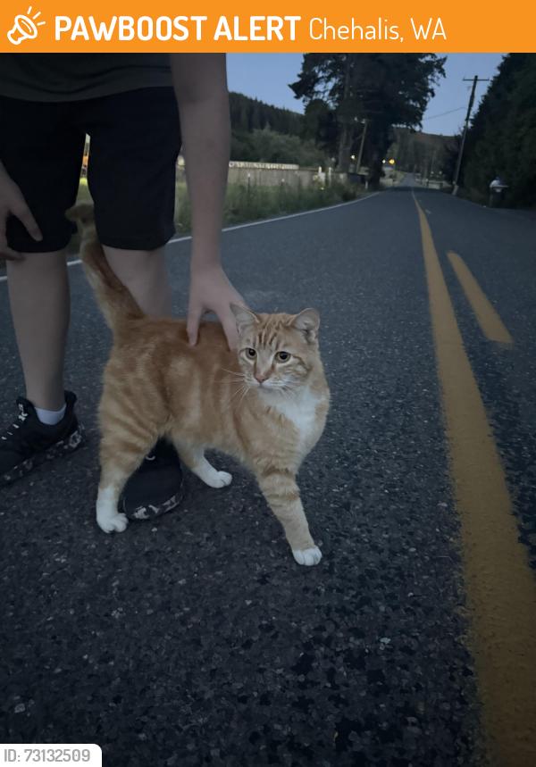 Found/Stray Unknown Cat last seen Near N Fork rd, Chehalis, WA 98532