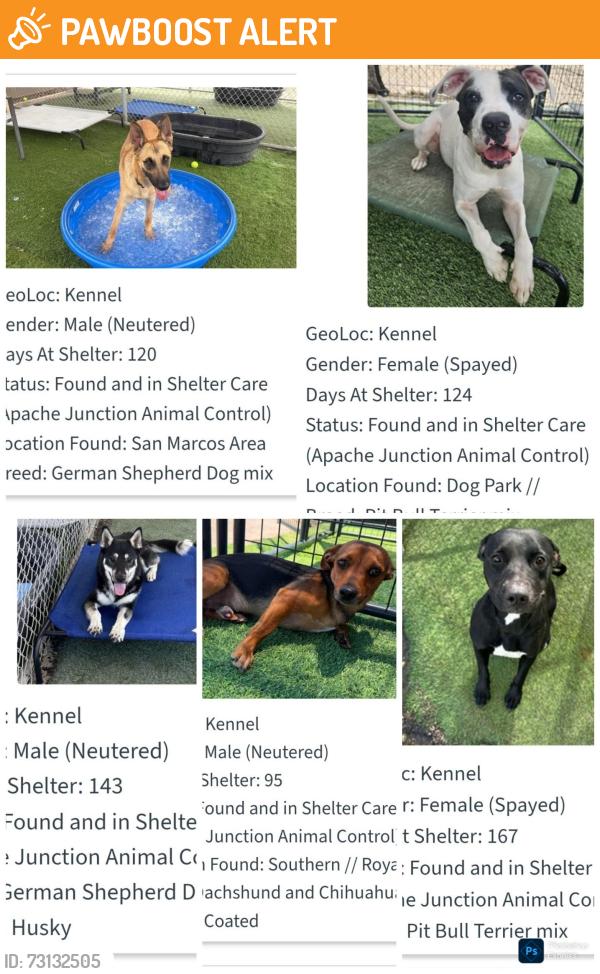 Found/Stray Unknown Dog last seen Apache trail and meridian, Apache Junction, AZ 85220
