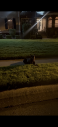 Reunited Male Dog last seen Lake Carolina Boulevard and Manchester Park, Columbia, SC 29229