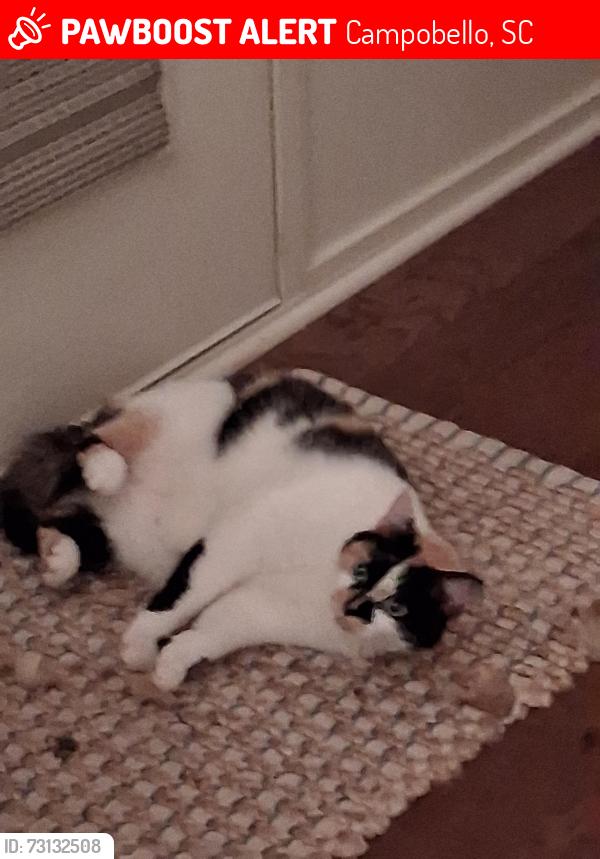 Lost Female Cat last seen Old Asheville Highway, Campobello, SC 29322