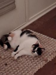 Lost Female Cat last seen Old Asheville Highway, Campobello, SC 29322