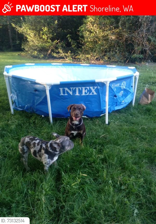 Lost Male Dog last seen 15th ave ne 155th st shoreline wa, Shoreline, WA 98155