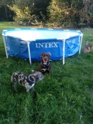 Lost Male Dog last seen 15th ave ne 155th st shoreline wa, Shoreline, WA 98155