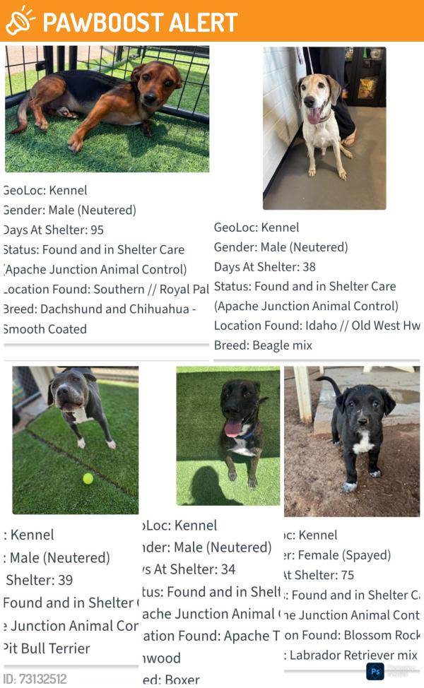 Found/Stray Unknown Dog last seen Apache trail and meridian, Apache Junction, AZ 85220