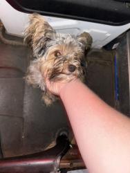 Found/Stray Unknown Dog last seen Publix crystal river, Crystal River, FL 34428