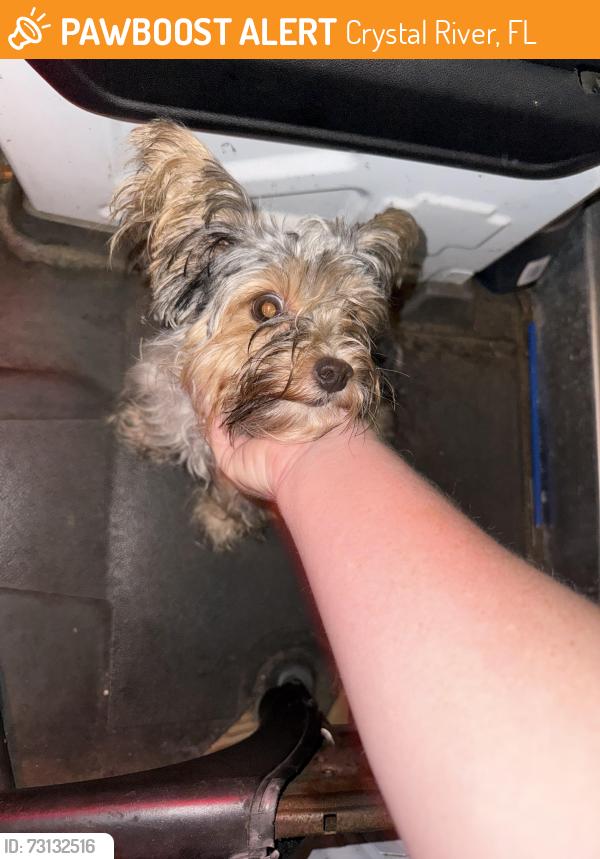 Found/Stray Unknown Dog last seen Publix crystal river, Crystal River, FL 34428
