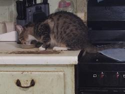 Reunited Female Cat last seen Park circle dr, Spring Garden Hills, FL 32720