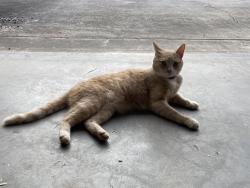 Found/Stray Unknown Cat last seen Carrington Dr., Athens, GA 30605