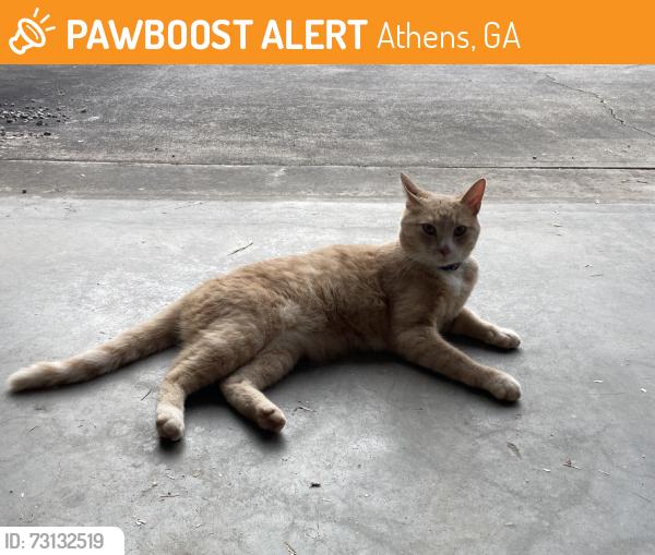 Found/Stray Unknown Cat last seen Carrington Dr., Athens, GA 30605