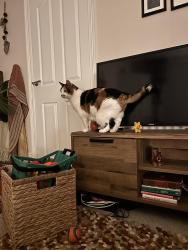 Lost Female Cat last seen Easington Skate Park, County Durham, England SR8 3AH