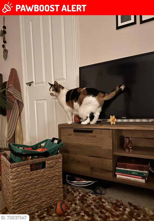 Lost Female Cat last seen Easington Skate Park, County Durham, England SR8 3AH