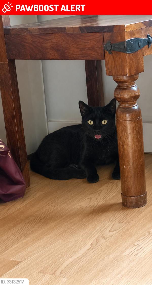 Lost Female Cat last seen Swinderby road, Greater London, England HA0 4SD
