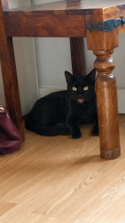 Lost Female Cat last seen Swinderby road, Greater London, England HA0 4SD