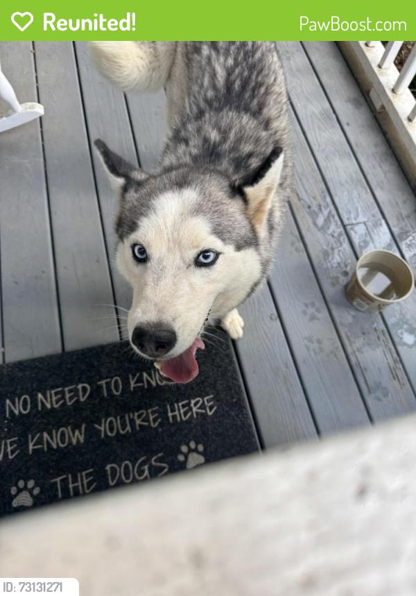 Reunited Female Dog last seen Pace road., Henderson County, NC 28792