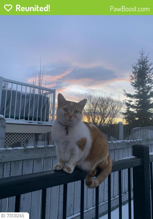 Reunited Male Cat last seen 190A Street NW, Edmonton, AB 