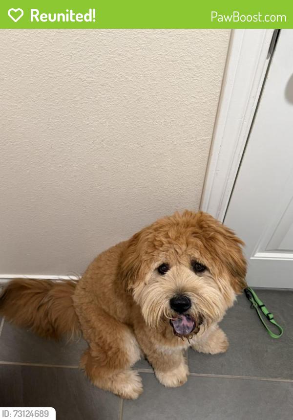 Reunited Male Dog last seen 143rd & Vernon, Lubbock, TX 79423