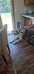 Reunited Male Dog last seen Joan CT and Joyce St, Kaukauna WI, Kaukauna, WI 54130