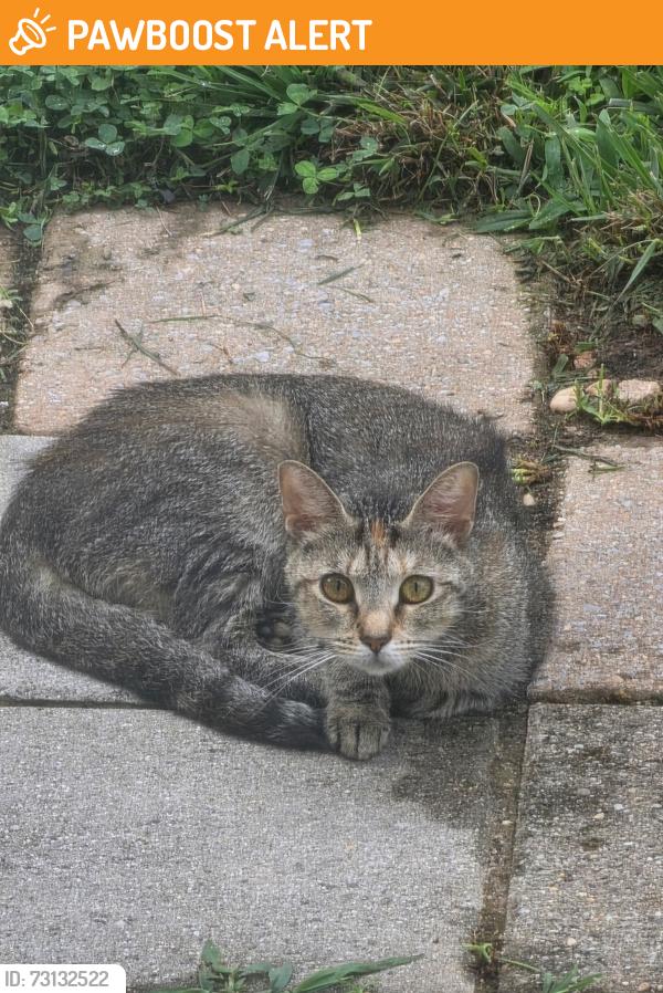 Found/Stray Unknown Cat last seen New Hope, East Norriton Township, PA 19401