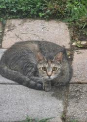Found/Stray Unknown Cat last seen New Hope, East Norriton Township, PA 19401