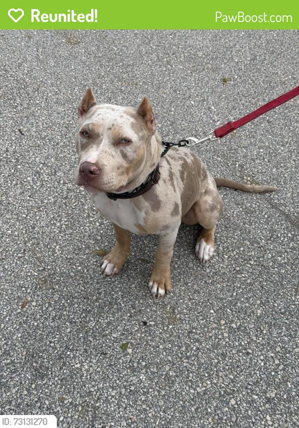 Reunited Female Dog last seen On Bayshore by Lakehurst towards crosstown, Port St. Lucie, FL 34986