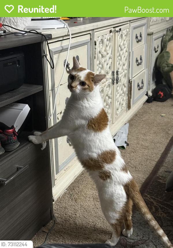 Reunited Female Cat last seen El Sombrero Motel 604 Trenton Rd, Browns Mills, NJ 08015, Pemberton Township, NJ 08015