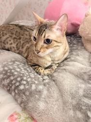 Reunited Male Cat last seen Ravensthorpe, Ravensthorpe, England WF13 3HQ