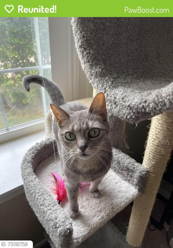 Reunited Female Cat last seen E. 11 mile and N. Campbell, Royal Oak, MI 48067