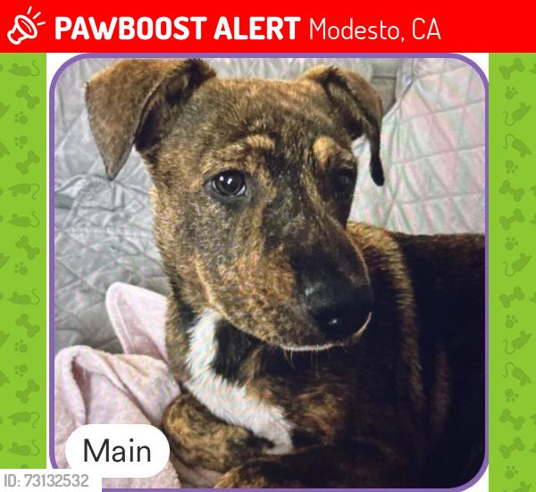 Lost Male Dog last seen Rouse avenue, Modesto, CA 95351