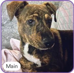 Lost Male Dog last seen Rouse avenue, Modesto, CA 95351
