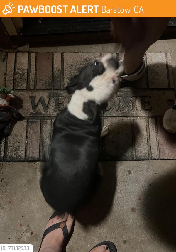 Found/Stray Female Dog last seen Highway 58 Barstow California, Barstow, CA 92311