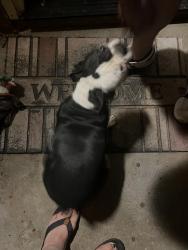 Found/Stray Female Dog last seen Highway 58 Barstow California, Barstow, CA 92311