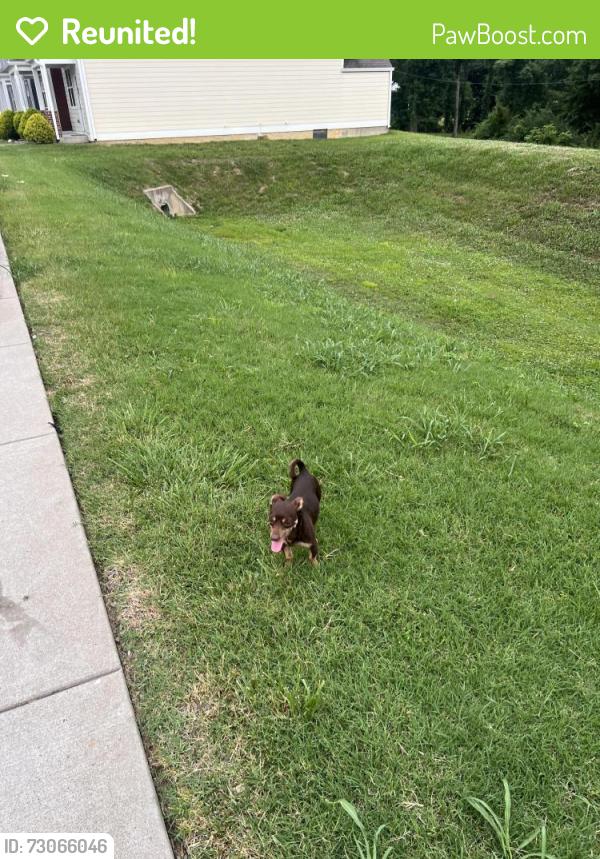 Reunited Male Dog last seen Autumn Ridge cndmnium, Nashville, TN 37013